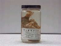 藏品(毛躄魚)的圖片